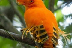 guyana-bird